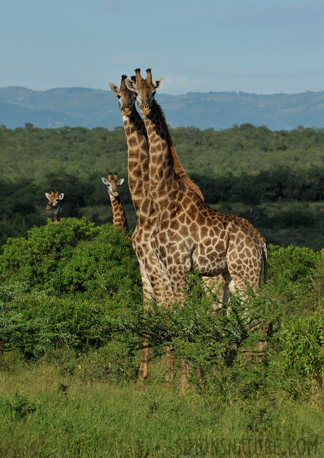 Giraffa giraffa giraffa [300 mm, 1/1250 sec at f / 11, ISO 800]